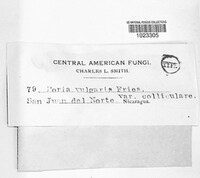 Poria vulgaris image